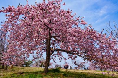 豊前の河津桜再訪 2022