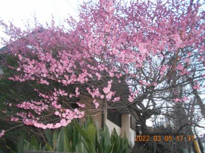 宝蔵院と八幡神社、住宅街の花を楽しむ