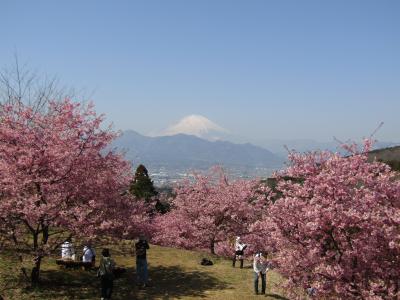 河津桜と富士山（おおいゆめの里）