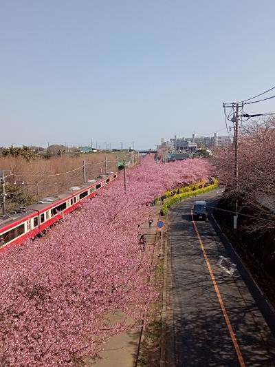 三浦・葉山・逗子２０２２早春　【１】三浦海岸河津桜