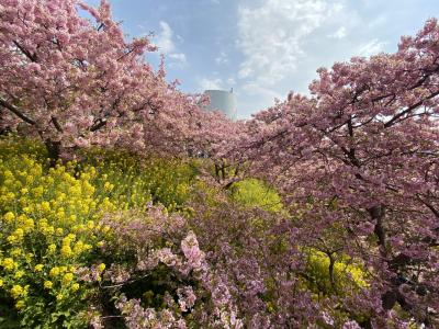 松田桜まつり リベンジ