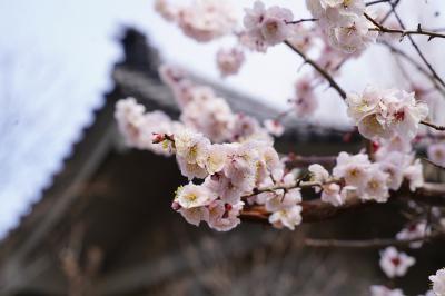 20220313-5 北千住 千住七福神、其の四は恵比寿さんの千住神社