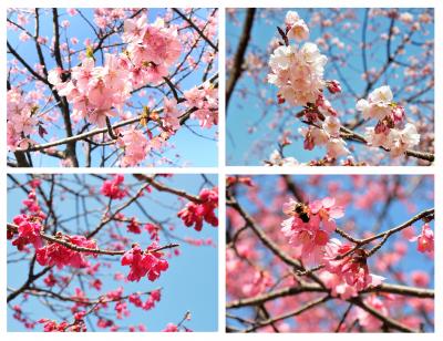 取り急ぎ♪「蒼空に映える寒桜」