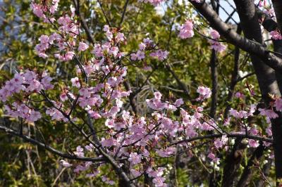 二ヶ領用水を彩るローカルな花街道2022～満開の河津桜と咲きはじめた寒緋桜や花桃～（川崎）