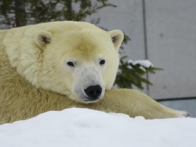 弾丸低気圧の間を潜り抜けた北海道一人旅　札幌編