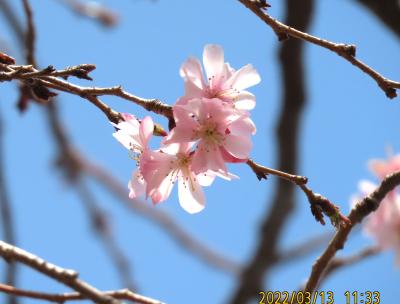 久し振りに見た冬桜