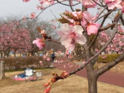 河津桜を見にみさと公園
