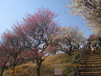 柏市のあけぼの山農業公園・梅満開・寒緋桜開花・2022年3月