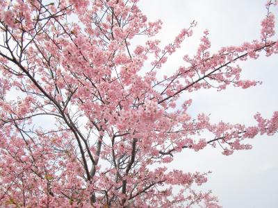 大阪でも河津桜2022　山田池公園の梅とヌートリア
