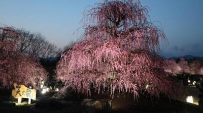 三重県の梅の名所めぐり