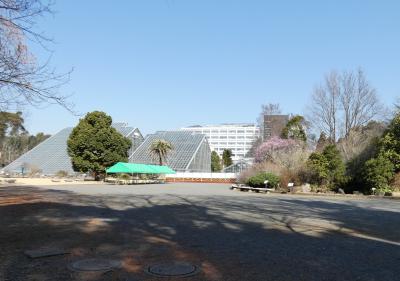 筑波実験植物園・・シダ植物と春の山野草・樹木、温室の花々を訪ねます。