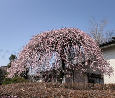 「朝日森天満宮」のウメ_2022_枝垂れウメは満開で見頃、参道のウメは７分咲きくらいでした（佐野市）
