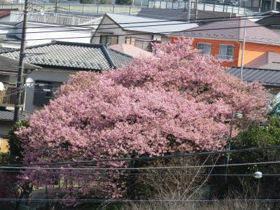 横浜でも散り始めた河津桜