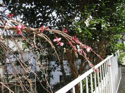 横浜でも開花した早咲きの枝垂れ桜