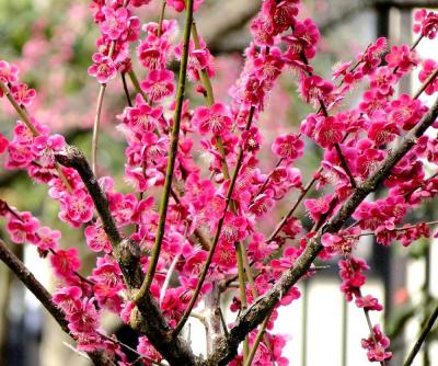 団塊夫婦の春の花巡りの旅・2022ー梅の見頃を迎えた水戸偕楽園へ