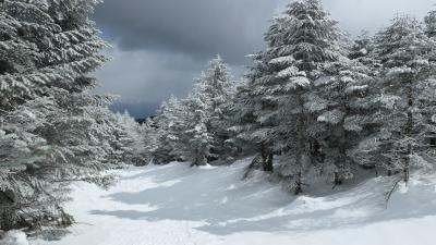 今シーズン最初で最後の冬山は北八ヶ岳で水墨画