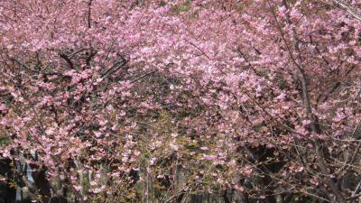 萬葉公園で河津桜