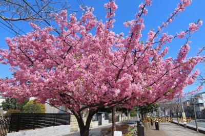 素晴らしかった満開の河津桜
