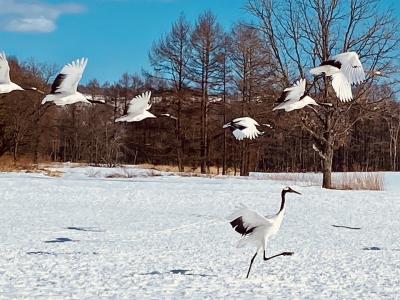 春なのに流氷ですか？*3　鶴居村チャータータクシー観光と釧路市動物園