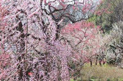 梅の見頃が続いています、府中郷土の森公園・・・