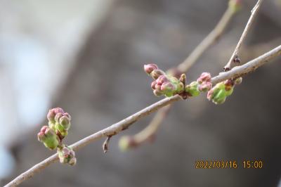 西鶴ケ岡公園の桜の開花状況