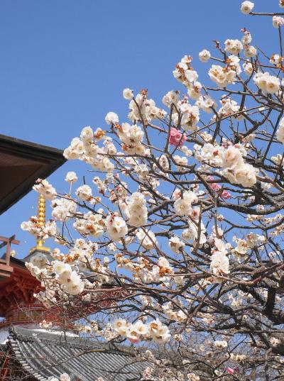 見頃の中山観音梅林で春を感じる