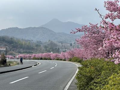河津桜を見に。
