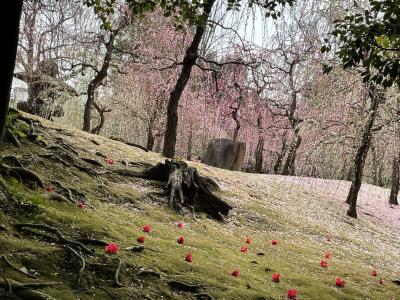 京都竹田ときめき旅行！…城南宮の枝垂れ梅と西陣織の美術館…後半ひとり旅編！