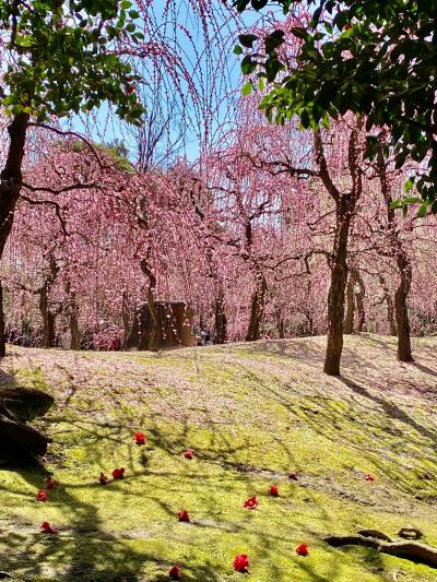 「京都人の密かな愉しみ」ロケ地巡り．７　城南宮の枝垂れ梅と椿