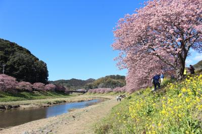 伊豆の河津桜を見に行ってみました。その2（南伊豆と河津町の河津桜）