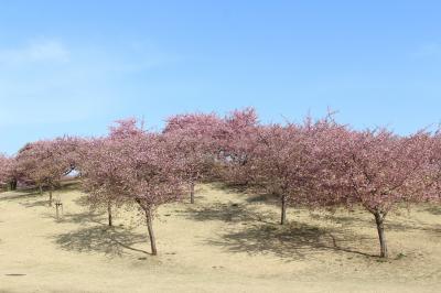 群馬、埼玉の河津桜をめぐってみました（いせさき市民のもり公園、榛の森公園、世良田東照宮)