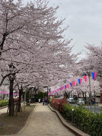 播磨坂の桜 2022 by iPhone