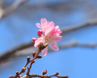 美しかった冬桜