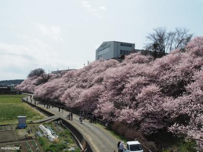 ♪春めき桜♪でリフレッシュ＠南足柄市