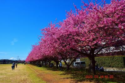 2022 地元で満開の河津桜を見てきた