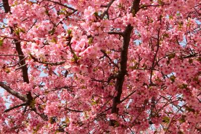 河津桜満開！　伊勢崎市民の森公園 