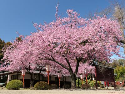 「世良田東照宮」の河津桜_2022_木の数は少しですが、どれも満開でした（群馬県・太田市）