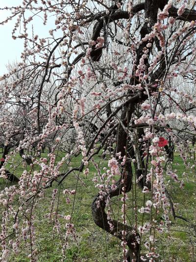 一人歩き・府中市郷土の森博物館