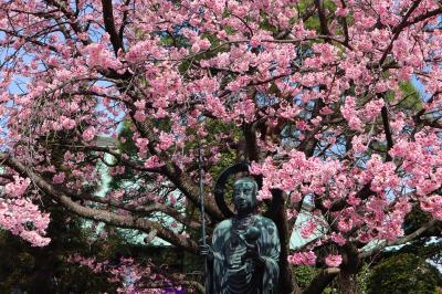 密蔵院の安行桜と興禅院の梅☆2022/03/17