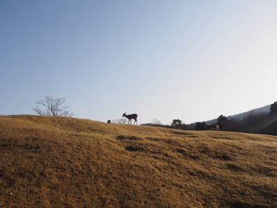 古都奈良にひとり、1泊だけ住んでみました　2日目