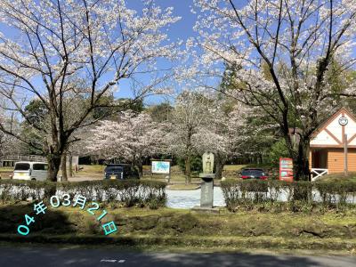 ふれあいパーク高隈展望所～大隅湖の桜