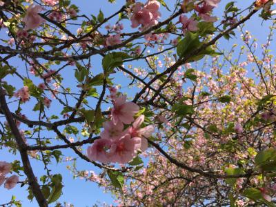 今年は八千代市のサイトと天気予報をチェックして、満を持して八千代の新川千本桜に行ったんですけど・・・