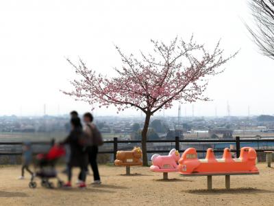 「八王子山公園」の河津桜_2022（2）_3月13日には、咲き始めていました（群馬県・太田市）