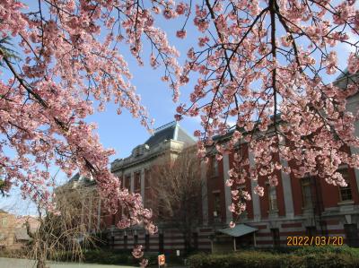 名古屋市内の早咲きの桜を見に気ままにぶらり旅
