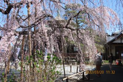 見ごろになった地蔵院の枝垂れ桜