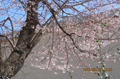 ビバホーム前の桜の開花