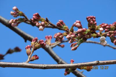 西鶴ケ岡公園の桜の開花