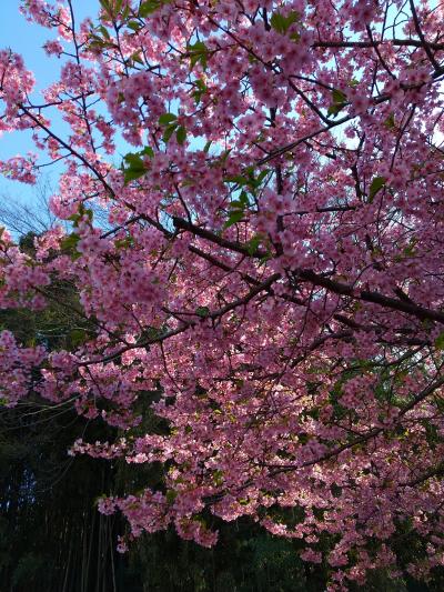 今年もやって来ました♪　桜の季節～(⌒∇⌒)ー春木径・幸せ道ー