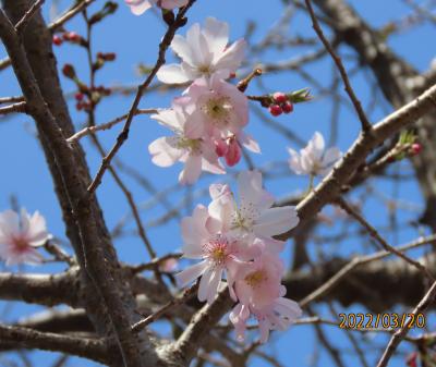 美しかった冬桜