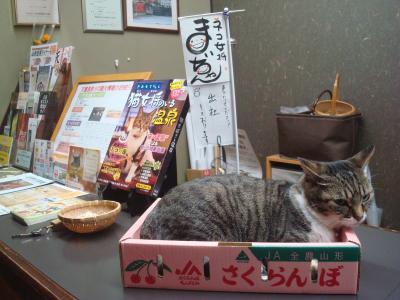 ねこ女将まいちゃんのいる宿、天童温泉 松伯亭あづま荘宿泊記